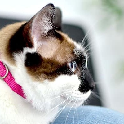 Gato com coleira rosa com símbolo branco sentado em ambiente interior