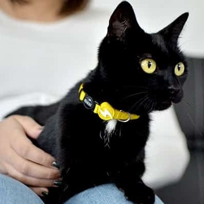 COLEIRA GATO SOLID YELLOW