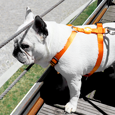 BACK HARNESS SOLID ORANGE