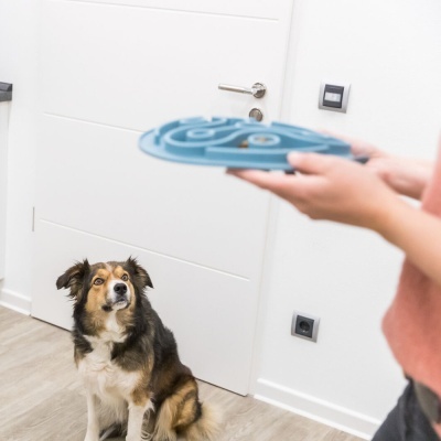 Cão sentado olhando para prato azul com padrão labiríntico em mão humana