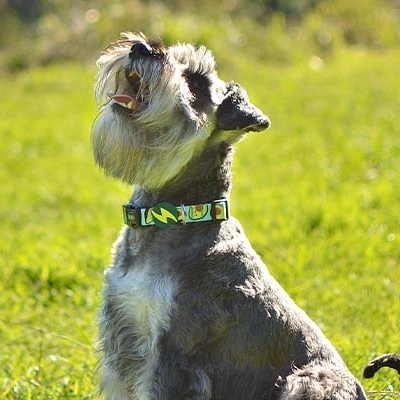 Coleira AVOCADO