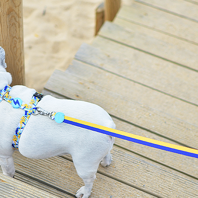Cão pequeno branco com trela azul e amarela numa passadeira de madeira junto à areia