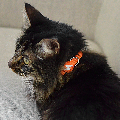 COLEIRA GATO SOLID ORANGE