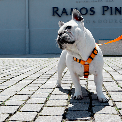 BACK HARNESS SOLID ORANGE