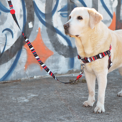 Cão labrador com peitoral e trela coloridos em frente a parede com graffiti