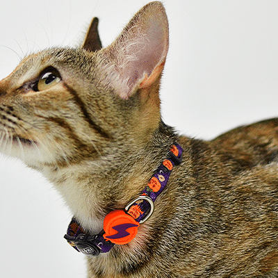 Gato castanho listado com coleira preta e pendente laranja