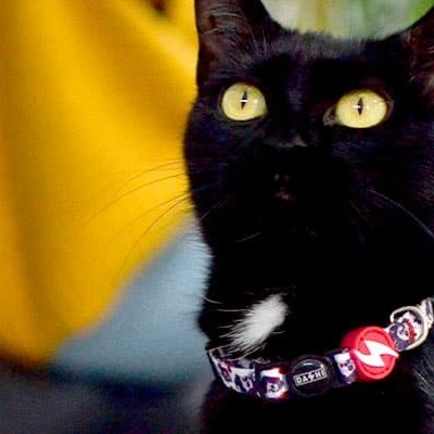 COLEIRA GATO CALAVERA