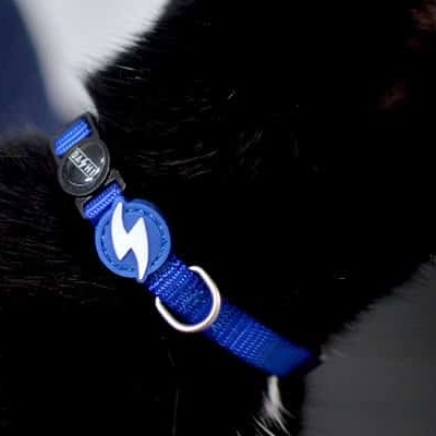 COLEIRA GATO SOLID BLUE