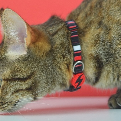 COLEIRA GATO SLIDE