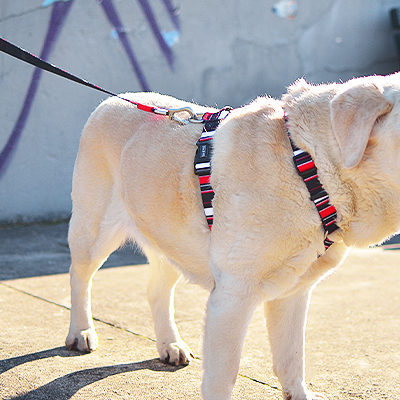 Cão Labrador creme com peitoral preto e vermelho, em passeio urbano