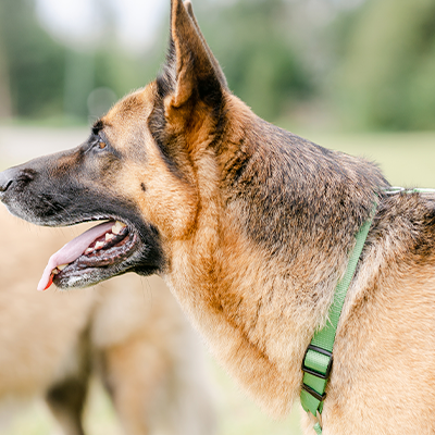 BACK HARNESS SOLID GREEN