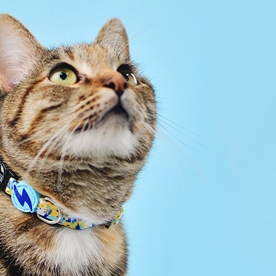 Gato castanho com coleira azul em fundo azul claro