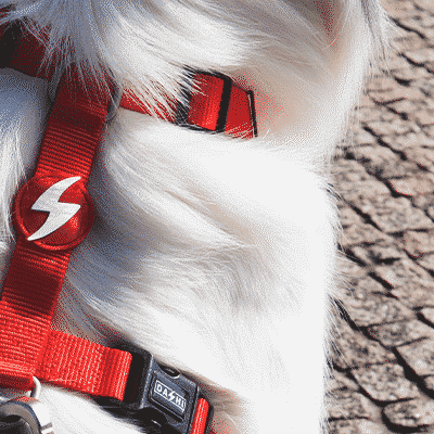 BACK HARNESS SOLID RED