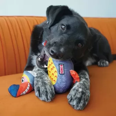 Cão preto a brincar com brinquedo de peluche colorido em sofá laranja