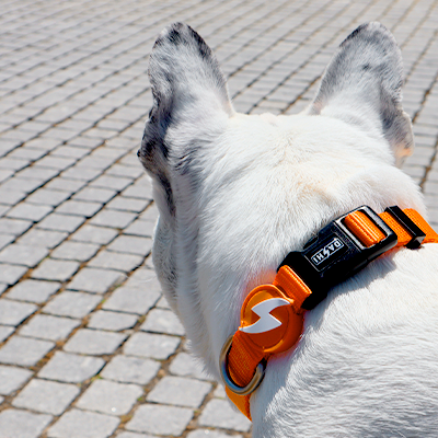 Coleira SOLID ORANGE