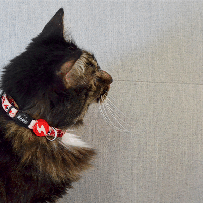 COLEIRA GATO TRIBES
