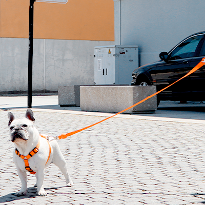 Cão branco com peitoral e trela laranja a ser passeado numa rua de pedra