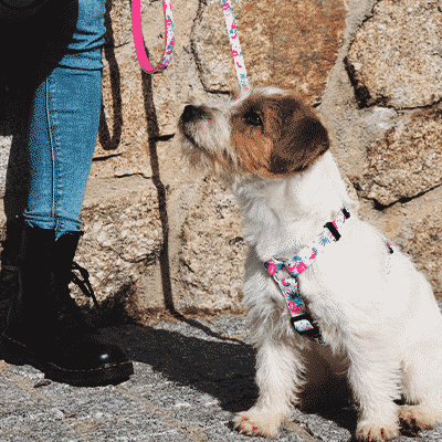 BACK HARNESS FLAMINGO