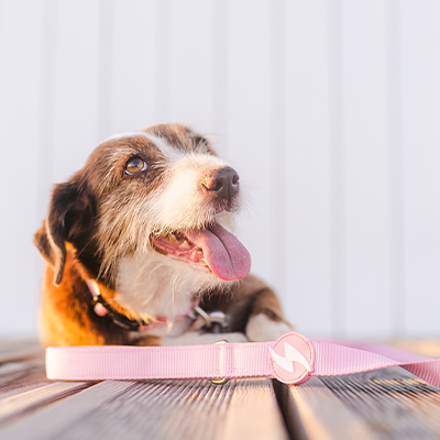 Trela SOLID BABY PINK