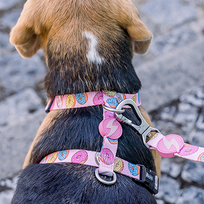 Coleira e trela para cão com padrão de ovos da Páscoa rosa e colorida, em cão tricolor sobre calçada portuguesa.