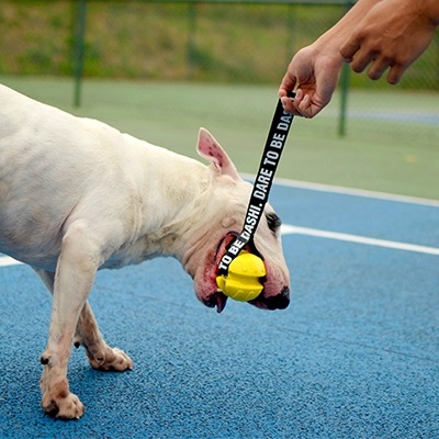 Cachorro branco a brincar com bola amarela com pega preta com texto em campo azul exterior
