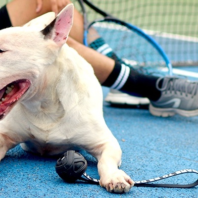 Cão Bull Terrier branco deitado no campo de ténis azul com raquetes e pessoa ao fundo