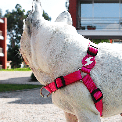 FRONT-HARNESS SOLID PINK