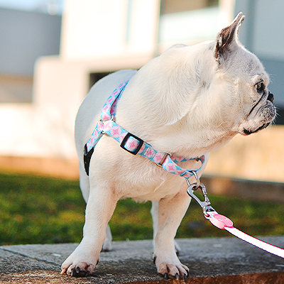 Bulldog francês branco com coleira e trela ao ar livre numa calçada