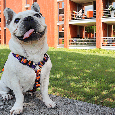 BACK HARNESS PUMPKIN