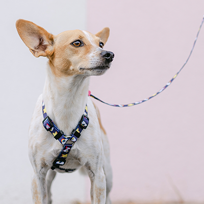 BACK HARNESS UNICORN