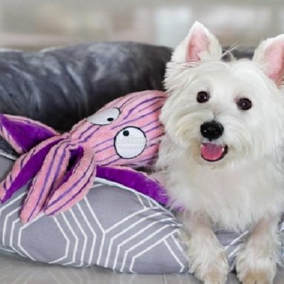 Kong Cuteseas Octopus