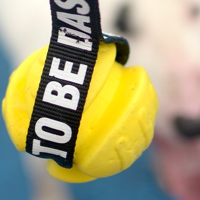 Bola de brinquedo amarela para cão com correia preta e texto branco