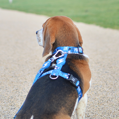 Cão com coleira e peitoral azuis sentado num caminho de cascalho com relvado verde ao fundo