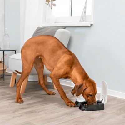 Cão castanho a comer numa tigela preta com tampa branca num chão de madeira