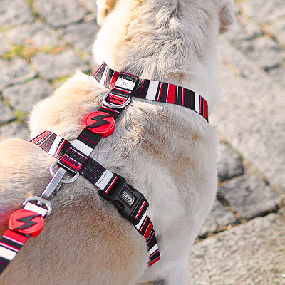 Cão com trela e peitoral listrados vermelhos, pretos e brancos na calçada de pedra.