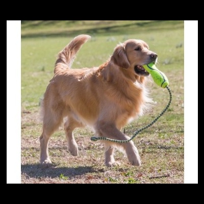 KONG AIRDOG FETCH STICK W/ROPE