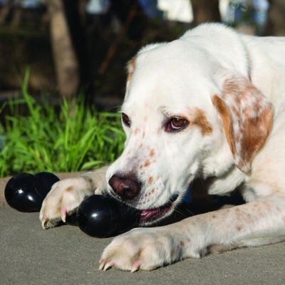Cão branco com manchas castanhas a morder brinquedo preto