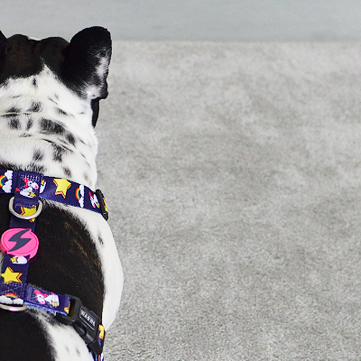 BACK HARNESS UNICORN