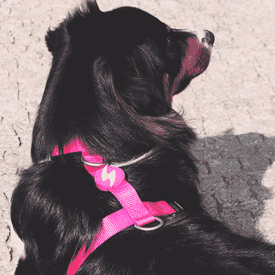 BACK HARNESS SOLID PINK