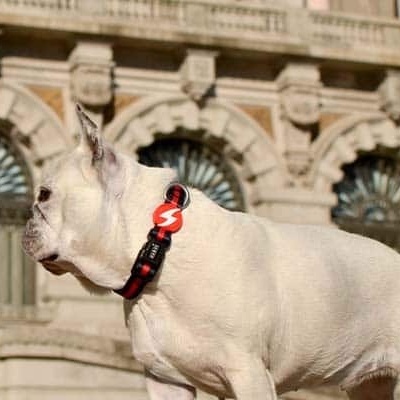 Coleira RED & BLACK