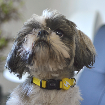 Coleira SOLID YELLOW