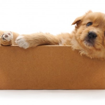 Cão castanho claro numa caixa de cartão castanha, fundo branco