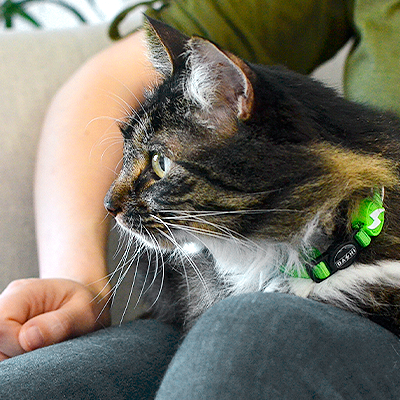 COLEIRA GATO SOLID GREEN