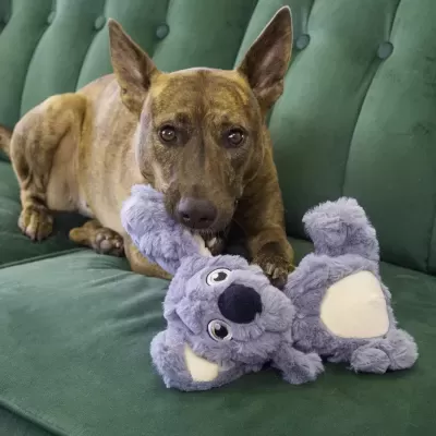 Cão castanho morde brinquedo de peluche cinzento em sofá verde.