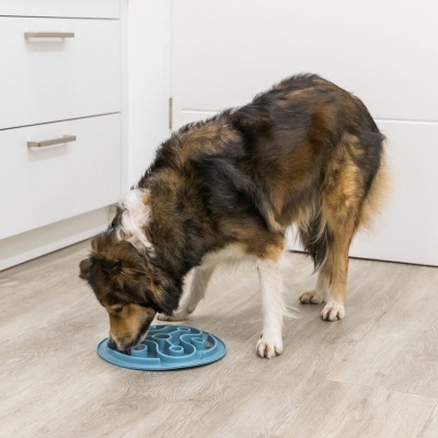 Cão a comer de prato lento azul em chão de madeira clara
