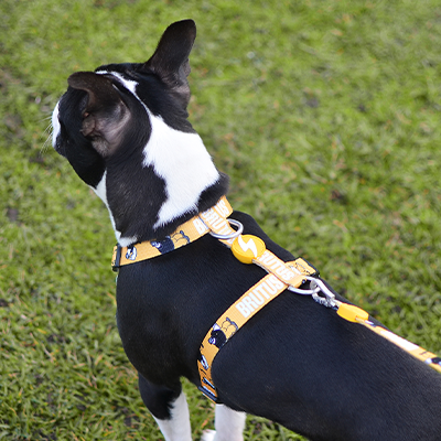 BACK HARNESS BRUTUS