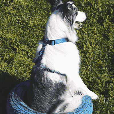 BACK HARNESS SOLID BLUE