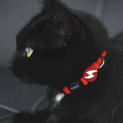 Gato preto com coleira vermelha e padrão branco.