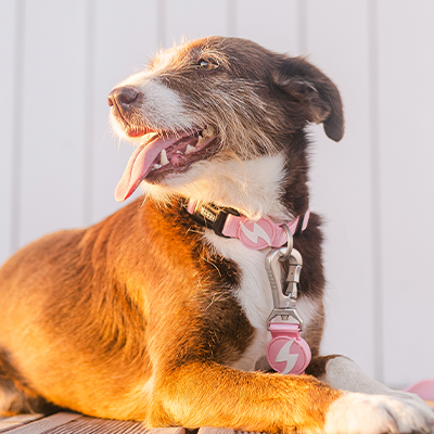 Coleira SOLID BABY PINK