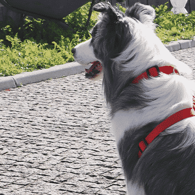 BACK HARNESS SOLID RED